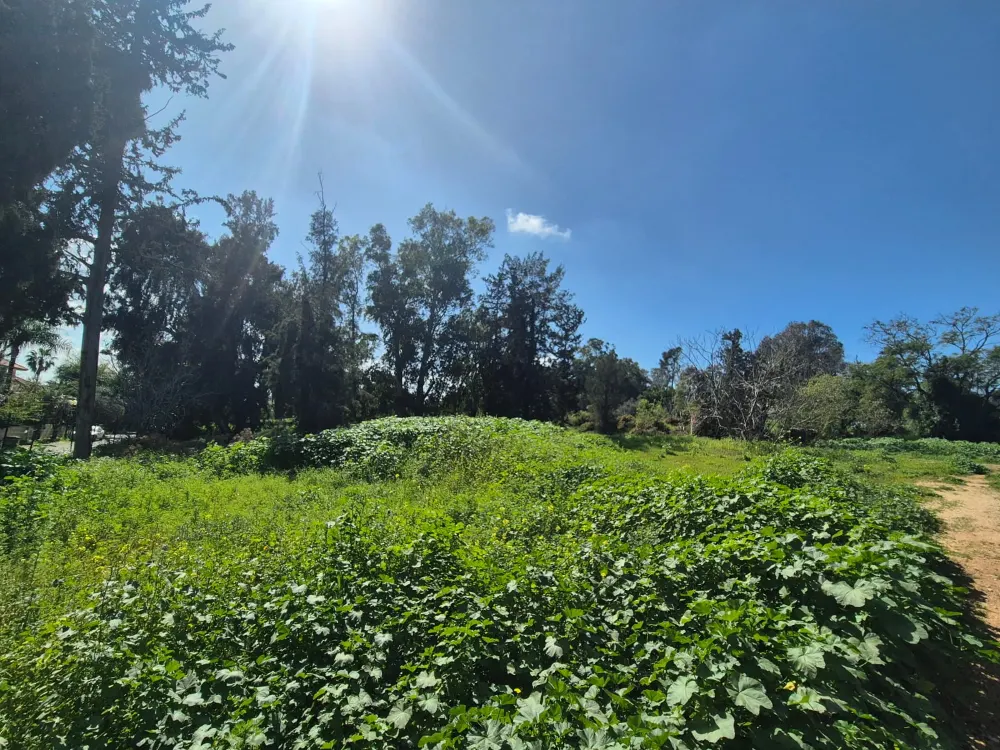 מגרש ברחוב העבודה - חצי דונם — תמונה 2
